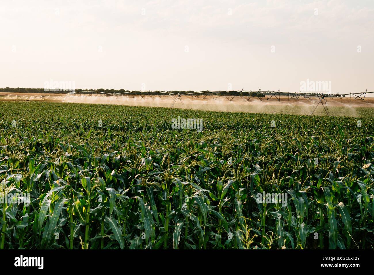 Center Pivot Sprinkler für die Bewässerung landwirtschaftlichen Feld mit grün verwendet Pflanzen in Ackerland Stockfoto