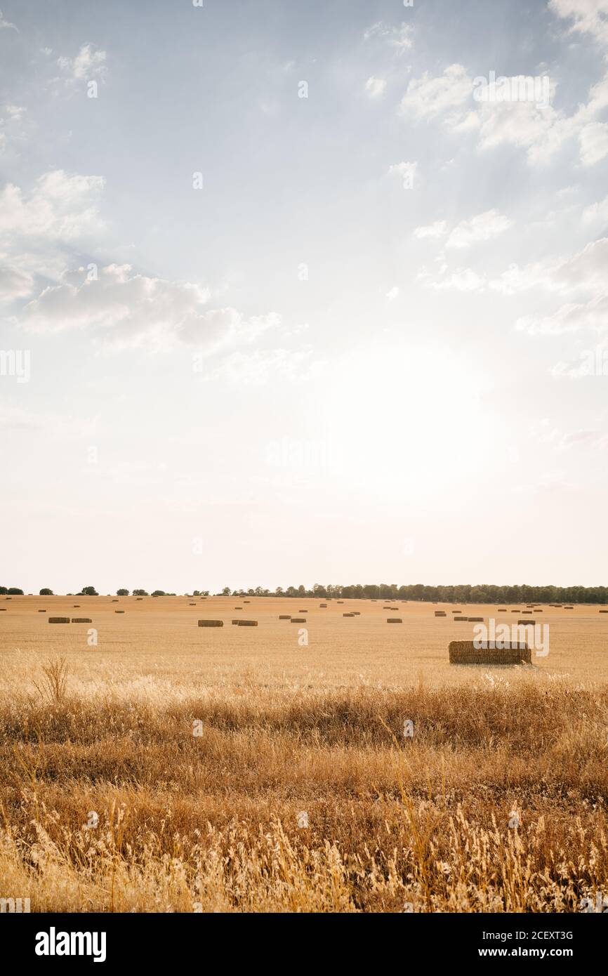 Die Rollen des goldenen Heus auf dem friedlichen landwirtschaftlichen Feld unter klar Blauer Himmel auf dem Land Stockfoto