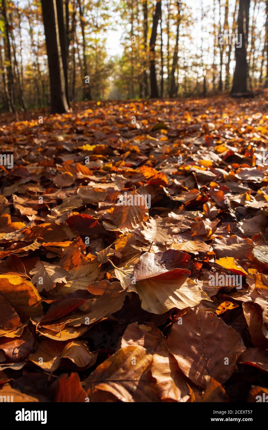 Teppich aus Blättern auf dem Boden im Wald im Herbst, Meudon, Frankreich Stockfoto