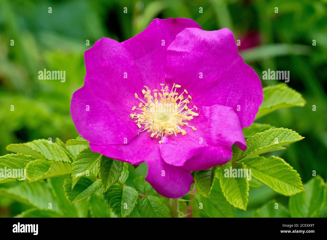 Wildrose (rosa rugosa rubra), auch bekannt als Japanische Rose, Nahaufnahme einer einzigen Blume mit Blättern. Stockfoto