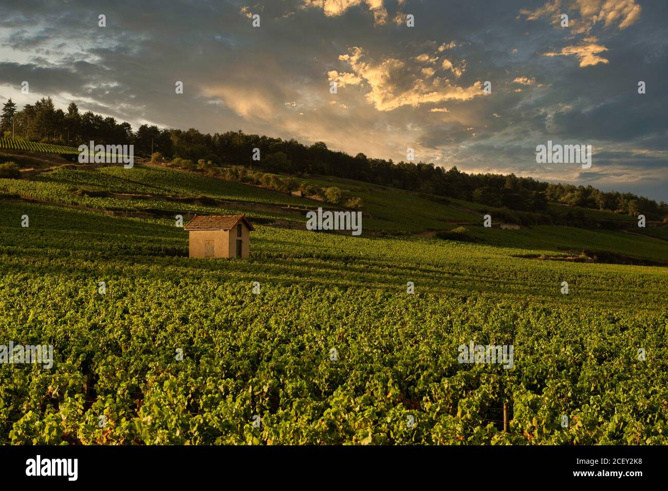 Weinberg in Beaune, Burgund, Frankreich Stockfoto