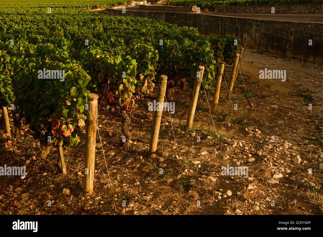 Linien einer Weinpflanze, Beaune, Frankreich Stockfoto