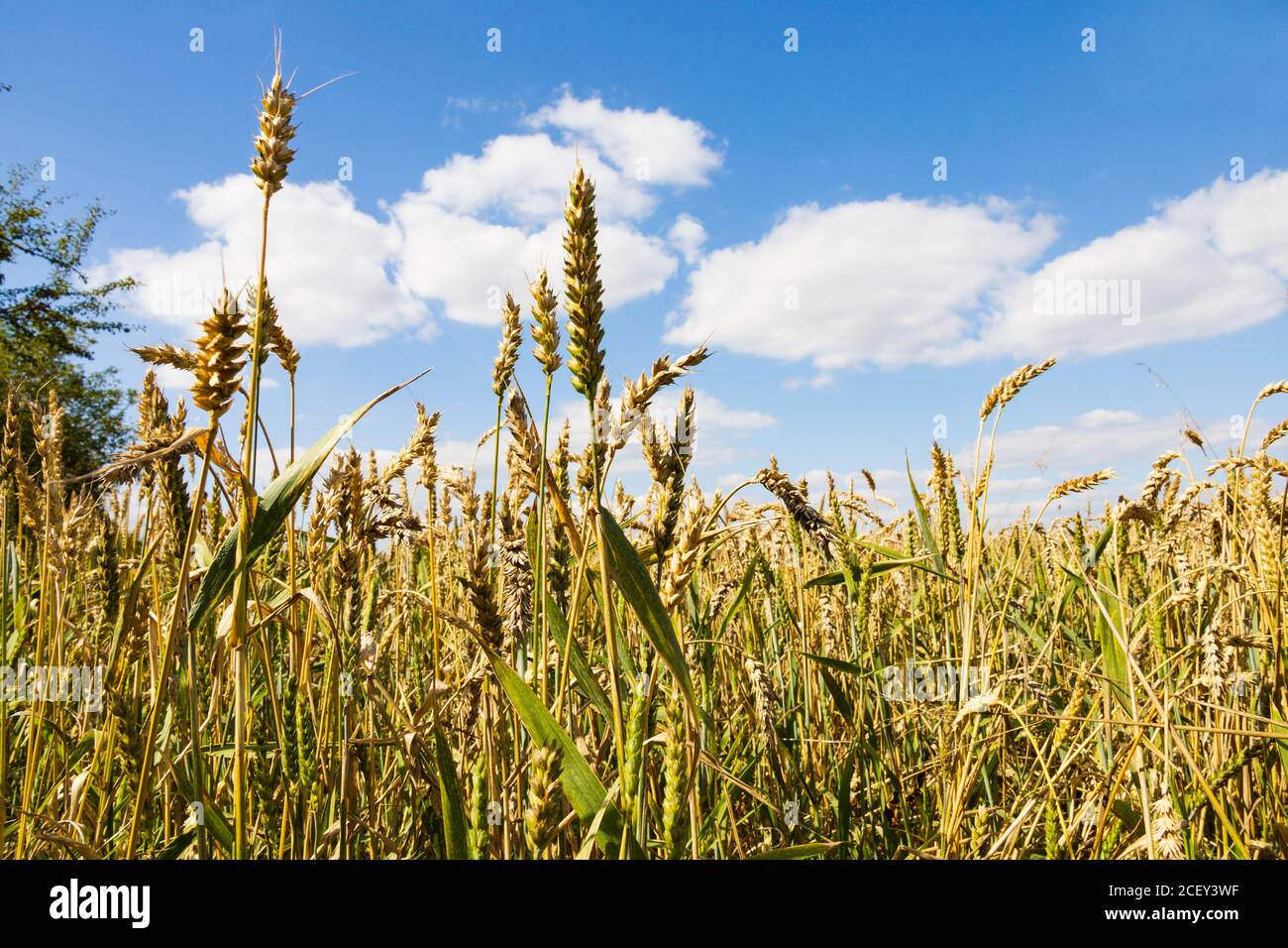 Britischer Weizen bereit für die Ernte. Lincolnshire, England. Stockfoto