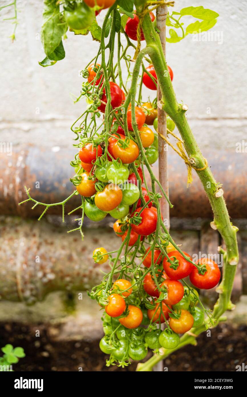 Reife Tomaten wachsen auf der Rebe in einem Gewächshaus. England Stockfoto