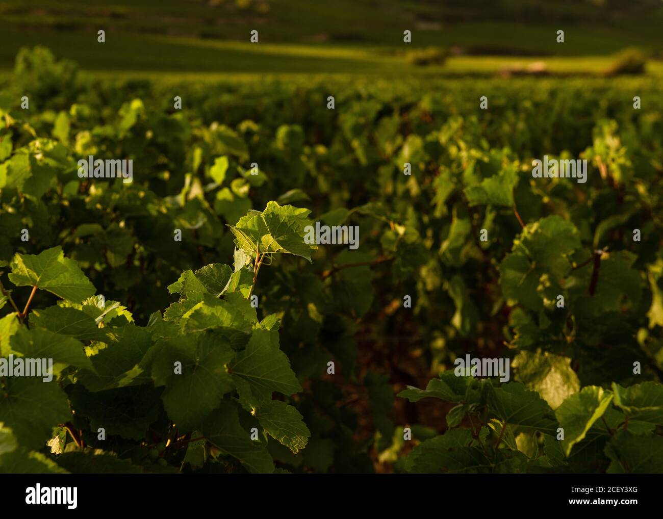 Weinblatt und ein französischer Weinberg, Burgund, Frankreich Stockfoto