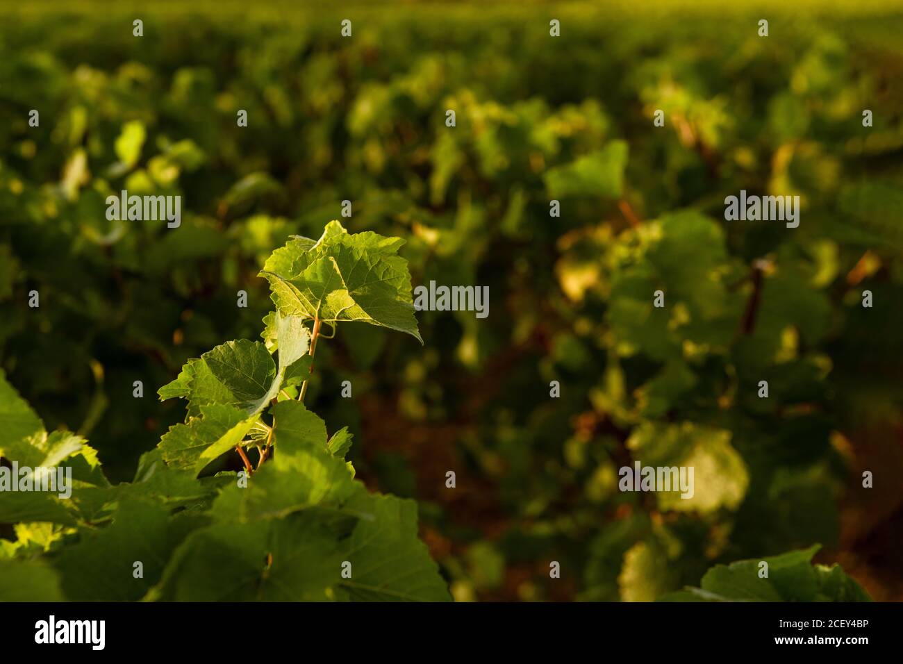 Weinblatt und ein französischer Weinberg, Burgund, Frankreich Stockfoto