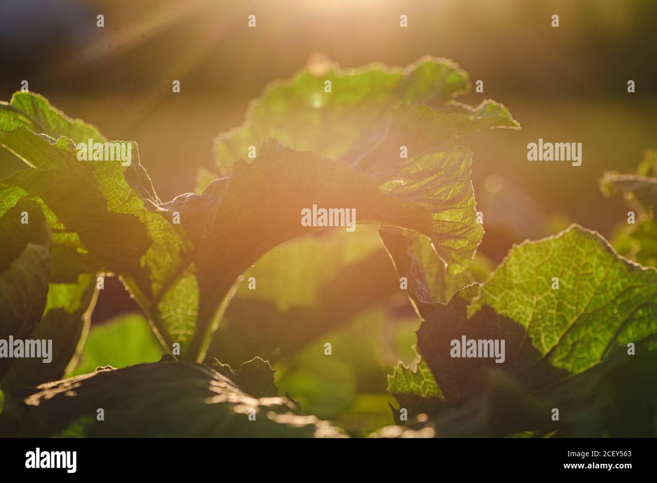 Nahaufnahme von großen grünen Blättern von Kürbis oder Zucchini-Pflanze Wächst auf Gartenbeet bei sonnigem Wetter Stockfoto