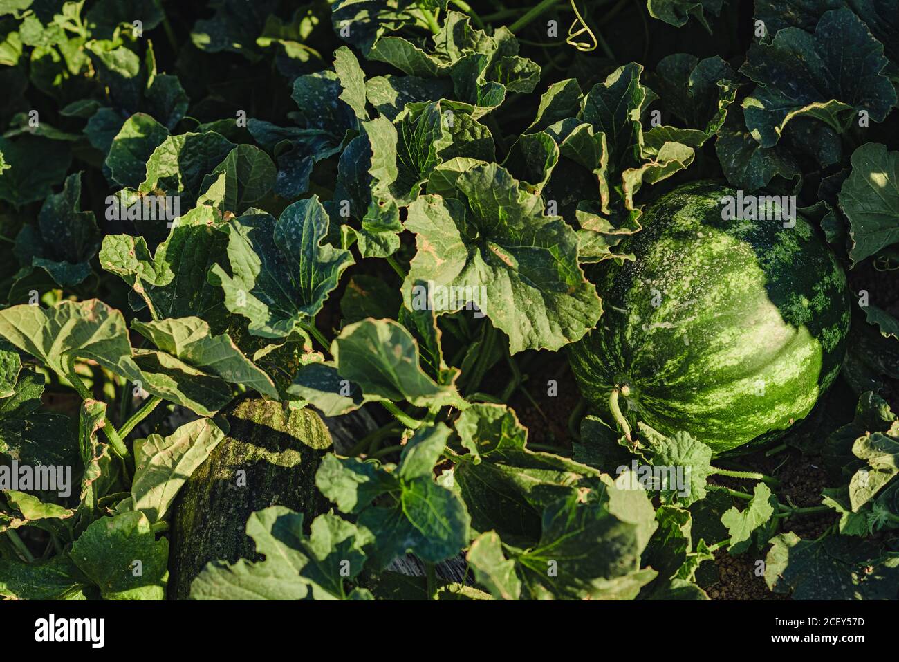 Üppiges Grün und reifen gestreiften Wassermelonen Früchte wachsen in der Landwirtschaft Wassermelonenfeld Stockfoto