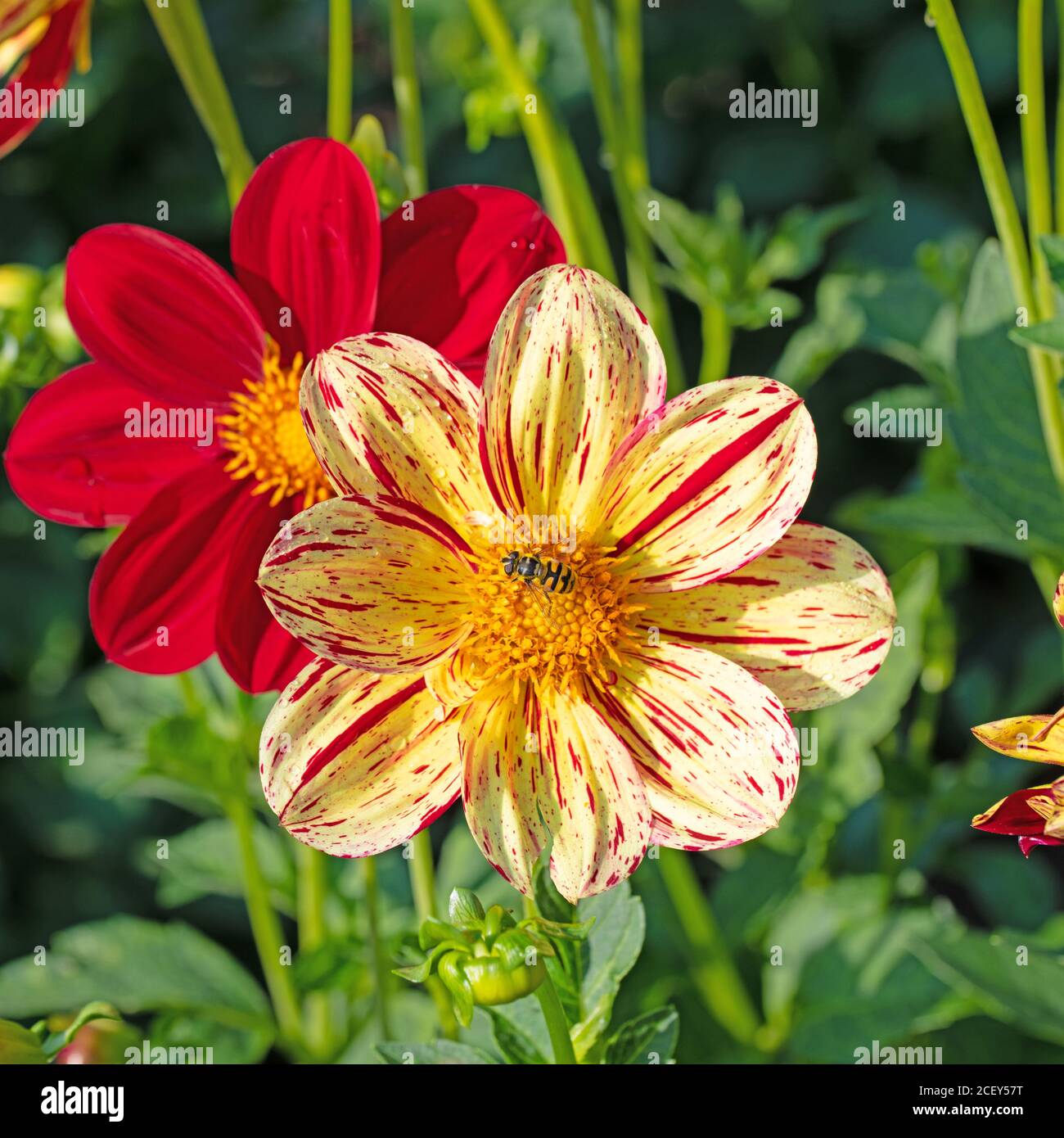 Blühende dahlien im garten Stockfoto