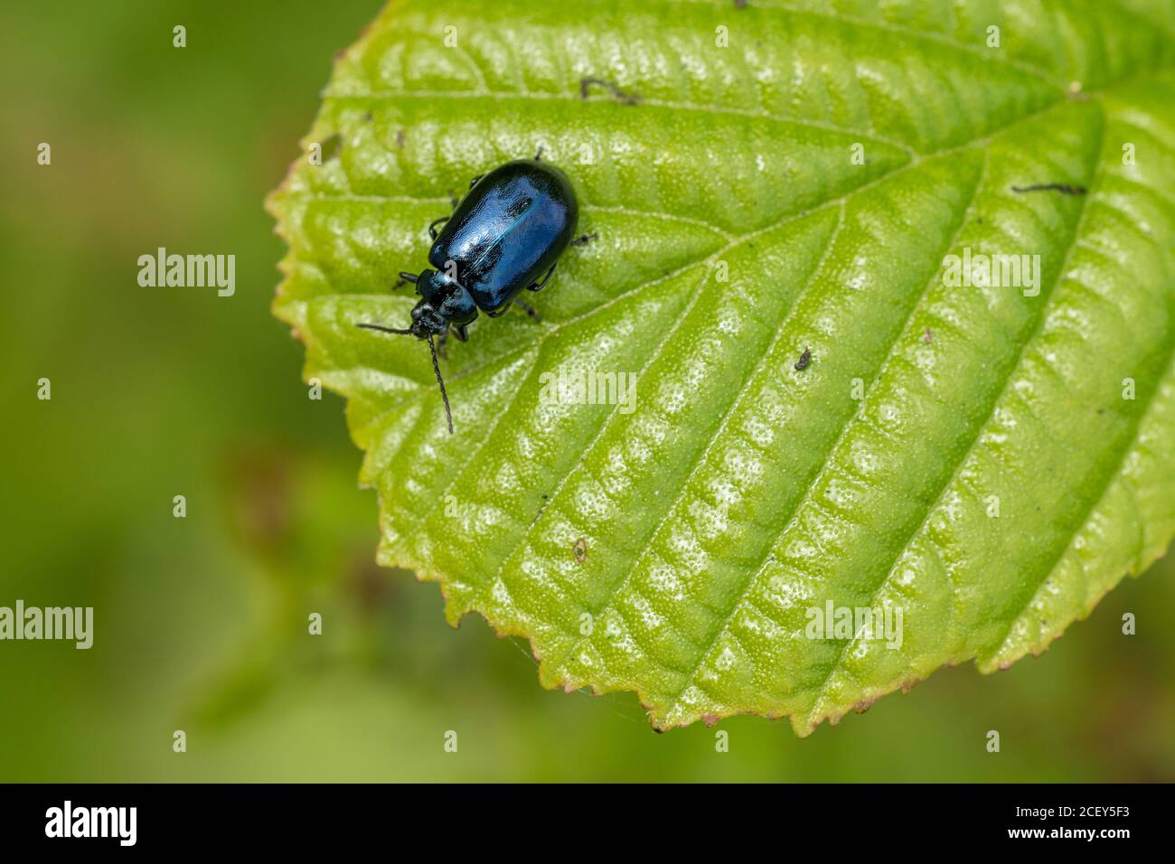 Erlenblattkäfer (Agelastica alni), Großbritannien Stockfoto
