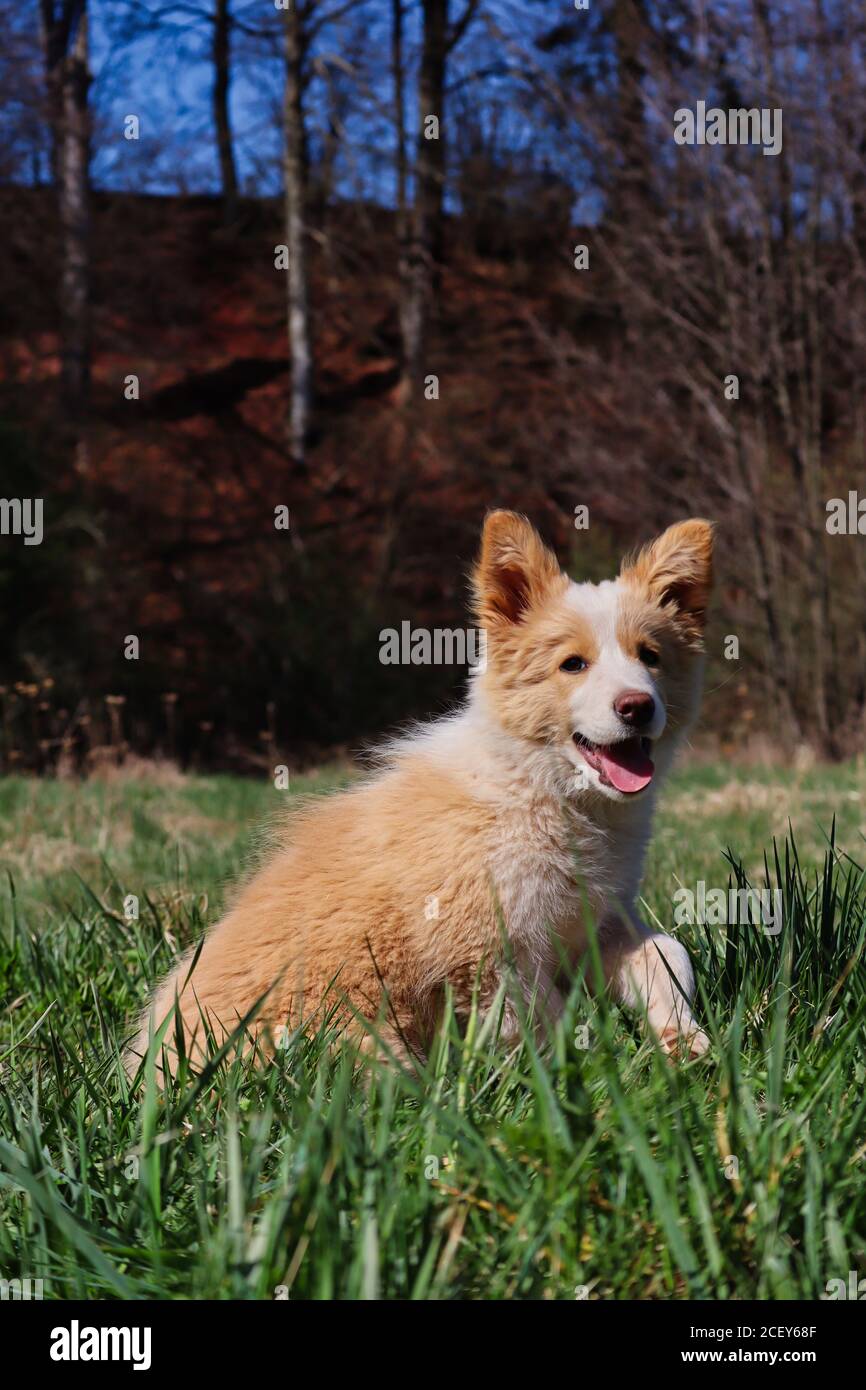 Liebenswert EE Red Border Collie Puppy sitzt im Gras und Smiles an der Kamera. Australian Red Puppy mit unschuldigen Look und Zunge aus genießt frische Luft. Stockfoto
