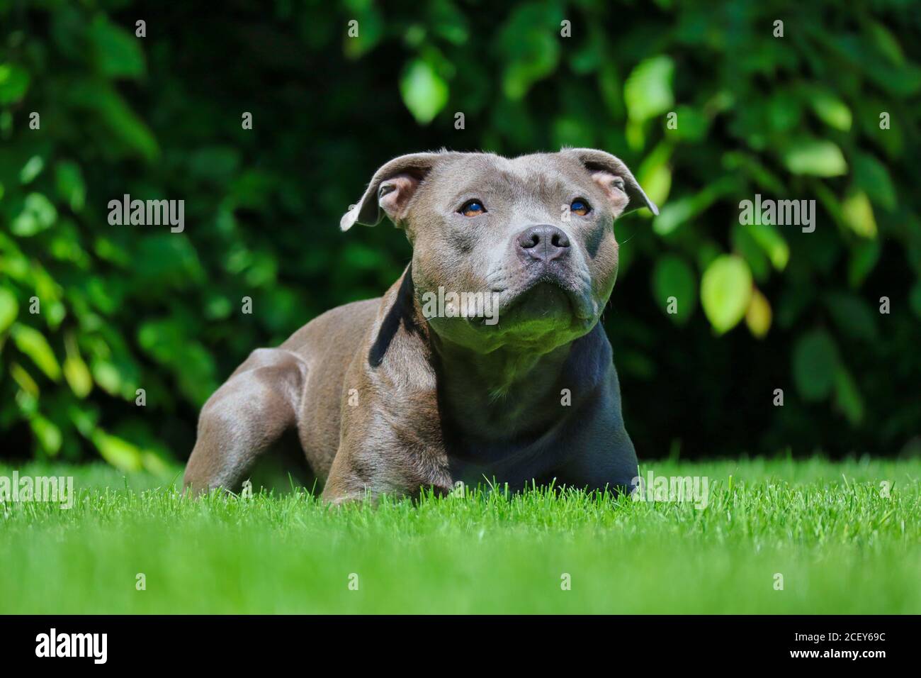 Englisch Staffordshire Bull Terrier liegt auf grünem Gras im Garten. Porträt mit Blue Staffy in Tschechien. Stockfoto