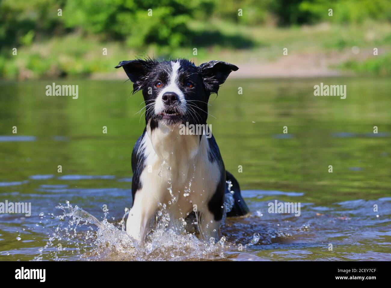 Wet Border Collie steht in der Moldau und wartet auf Befehl. Der schwarze und weiße Hund erfrischt im tschechischen Fluss. Stockfoto