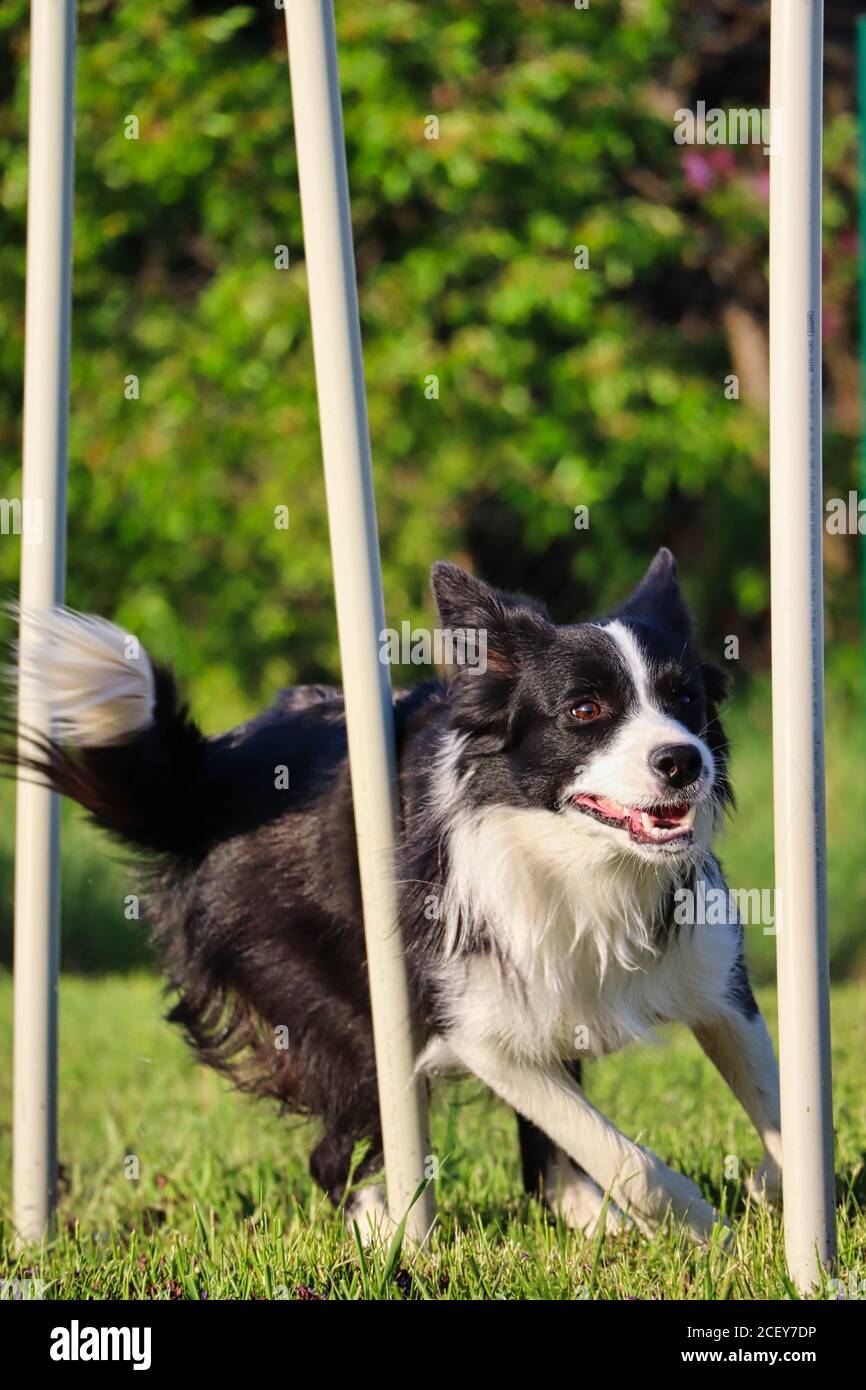 Border Collie beim Agility Training durch Weave Pole Rennen. Happy Black and White Dog Weben durch Polen in der Tschechischen Republik. Stockfoto