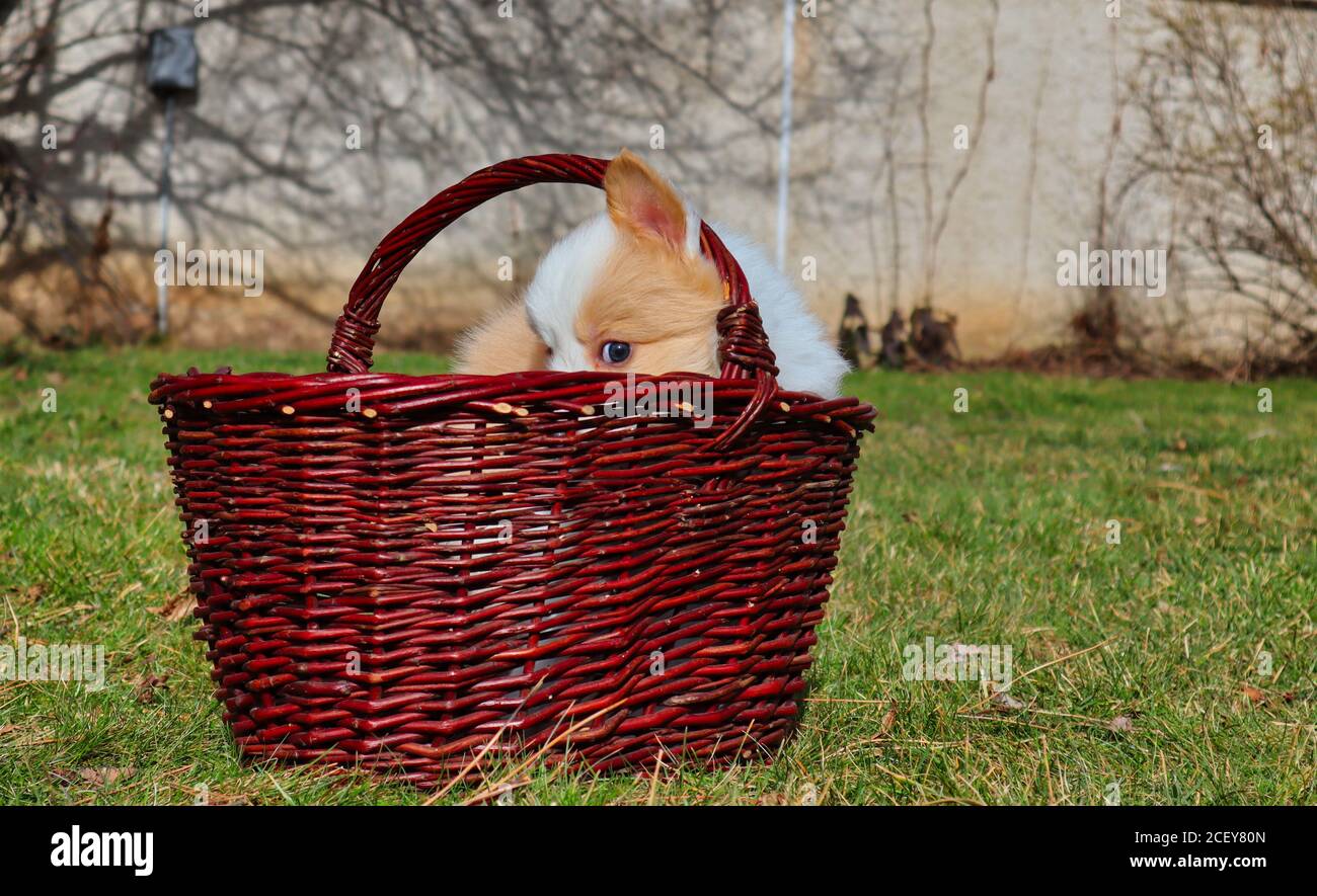 EE rot Grenze Collie Welpen in braunen Weidenkorb auf Garten. Niedlicher Hund mit lustigen Blick auf sein Gesicht. Stockfoto