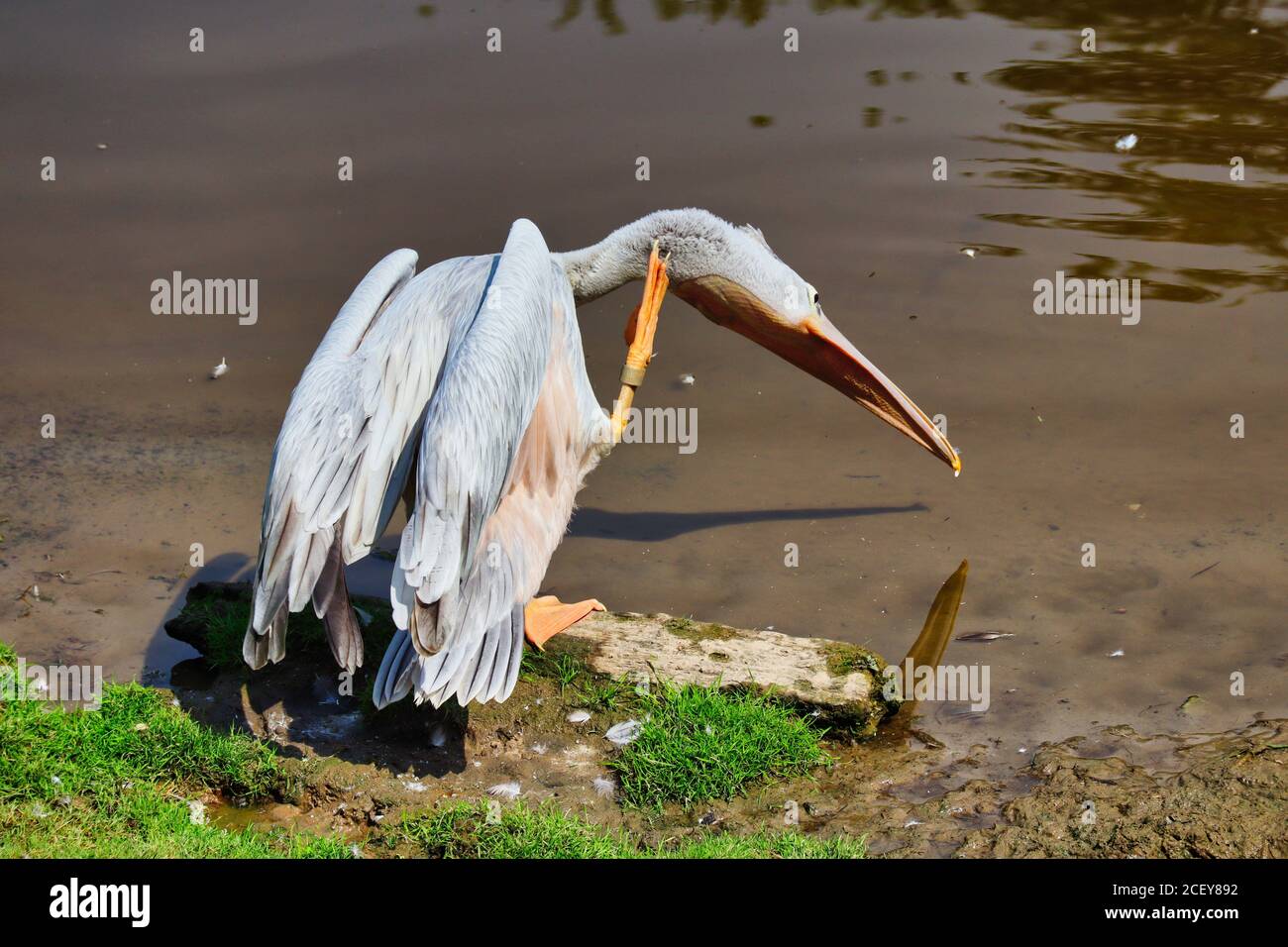 Dalmatinischer Pelikan (Pelecanus crispus) Entdeckt am Ufer eines Sees im tschechischen Zoo Stockfoto