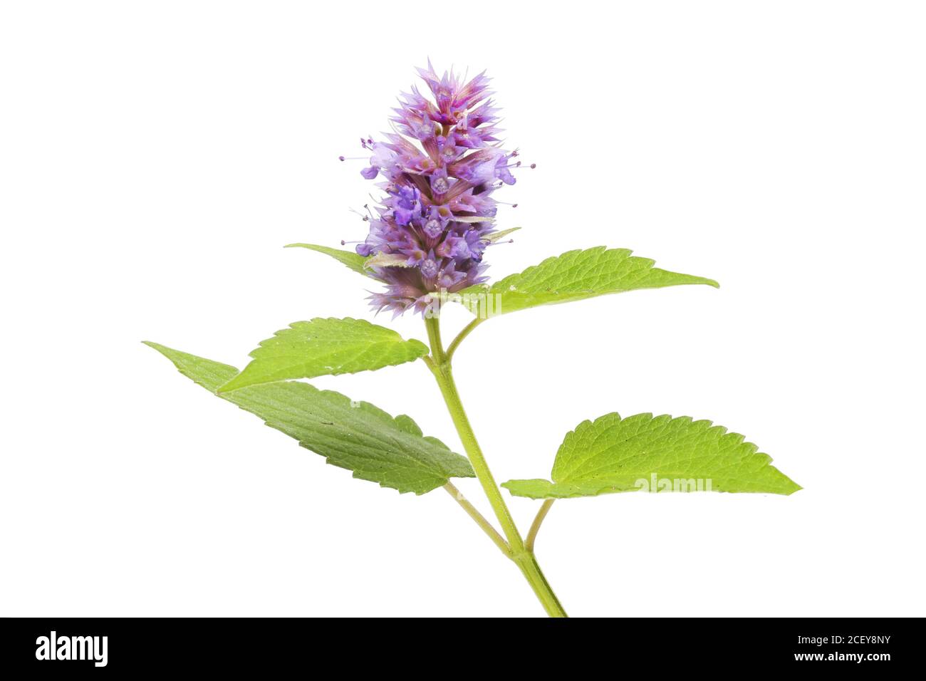 Anis-Ysop, Agastache foeniculum, Blüte und Laub isoliert gegen Weiß Stockfoto