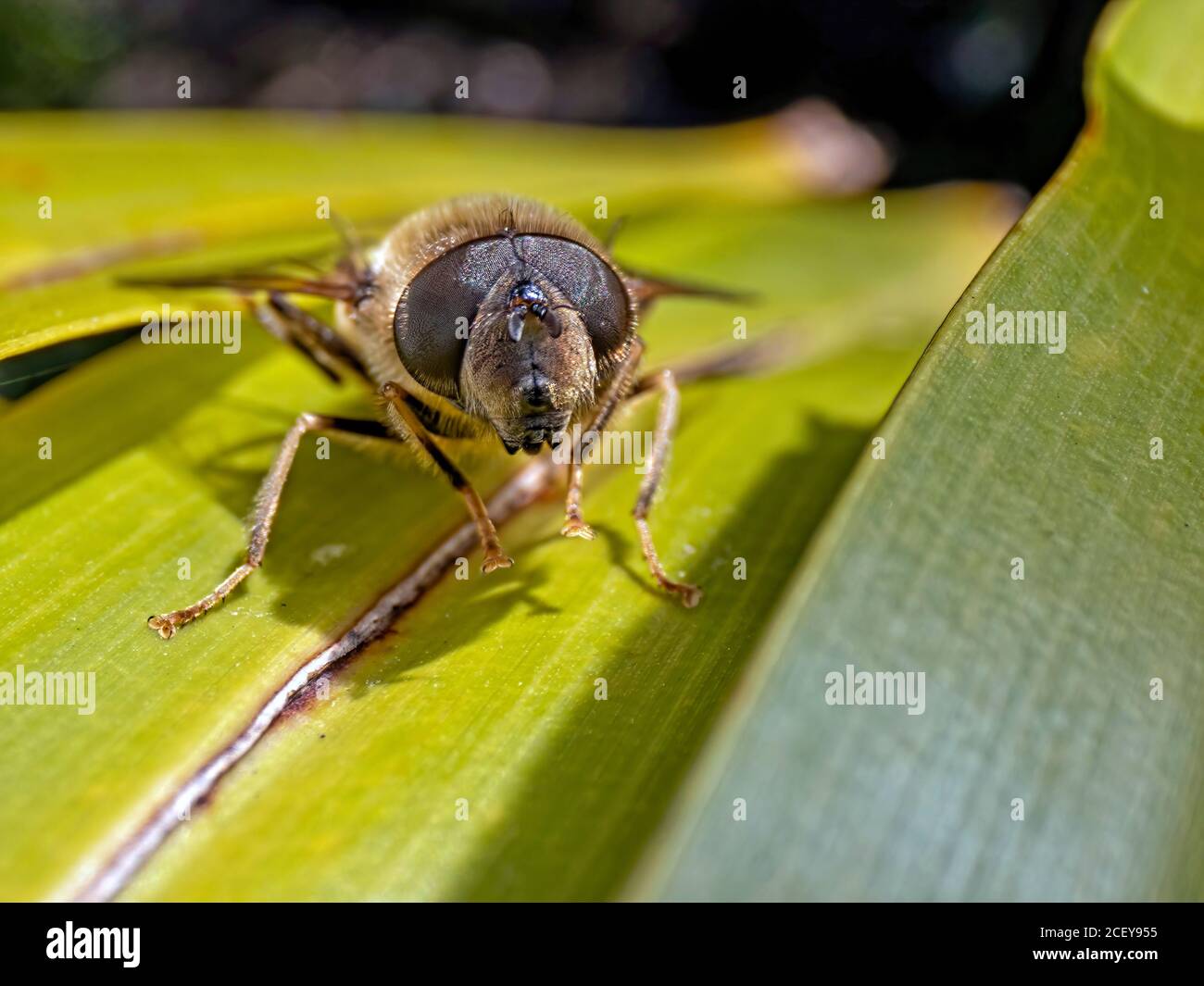 Eine andere Perspektive einer Drohnenfliege (Eristalis pertinax), die die Sonnenstrahlen genießt. Aufgenommen mit der Venus Laowa 24mm F14 2x Sondenlinse im Garten Stockfoto