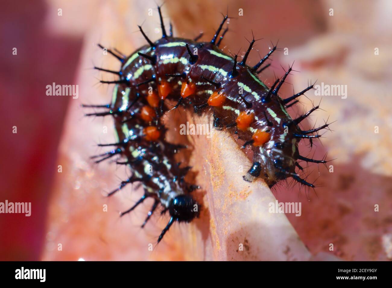 Doleschallia bisaltide Raupe mit Stacheln am Körper Stockfoto