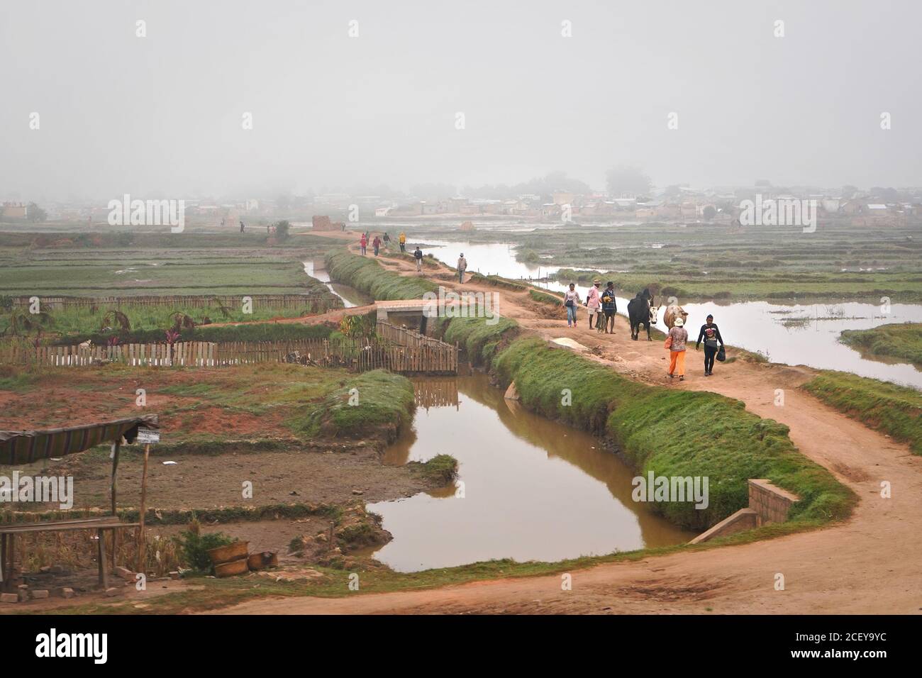 Antananarivo, Madagaskar - 07. Mai 2019: Unbekannte madagassische Menschen und ihre Zebu-Rinder wandern über schlammige überflutete Reisfelder durch Lehmstraße, Nebel i Stockfoto