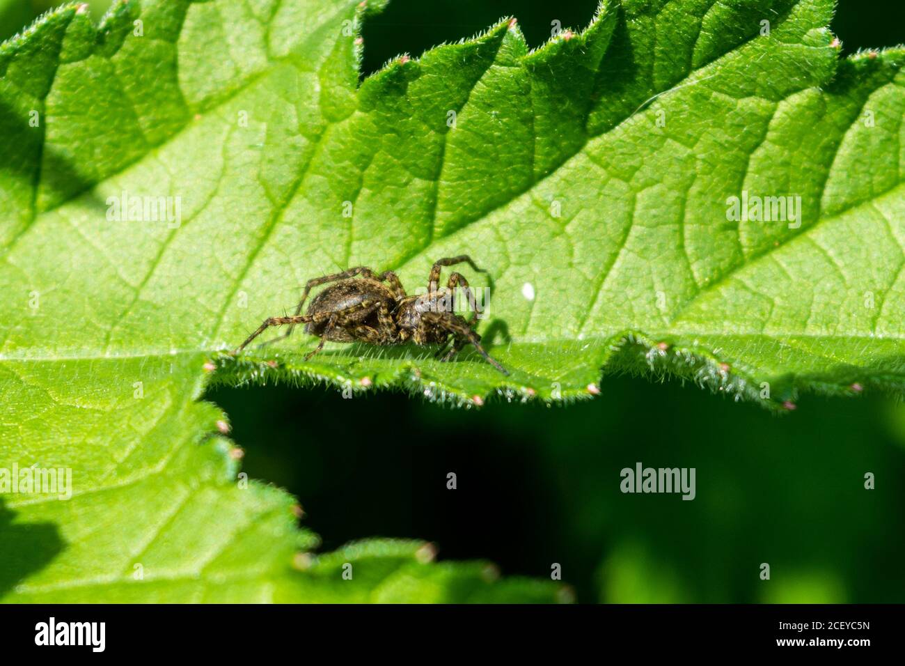 Ein Pardosa sp aka eine dünnbeinige Wolfsspinne, die ruht Auf einem Blatt im Frühling Sonnenlicht Anfang Mai Stockfoto
