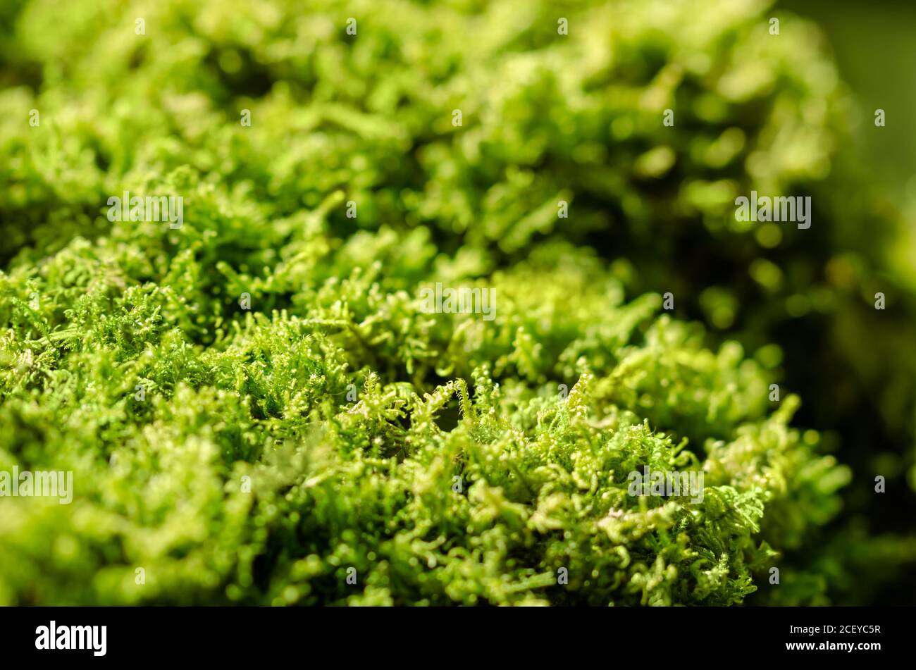 Frisches grünes Moos auf einem Stein im Wald. Kleine, nicht-vaskuläre blühende Pflanzen, die typischerweise dichte grüne Klumpen oder Matten bilden. Stockfoto