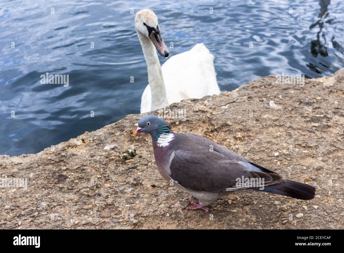 Eine Holztaube, Columba palumbus, auf der Seite eines Sees, die den Fotografen ansieht, während sie neugierig von einem jungen erwachsenen stummen Schwan, Cynus ol, beobachtet wird Stockfoto