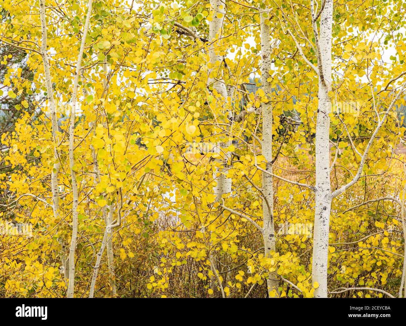 Nahaufnahme eines Ständers aus goldgelben Aspen-Bäumen Grand Teton National Park Stockfoto