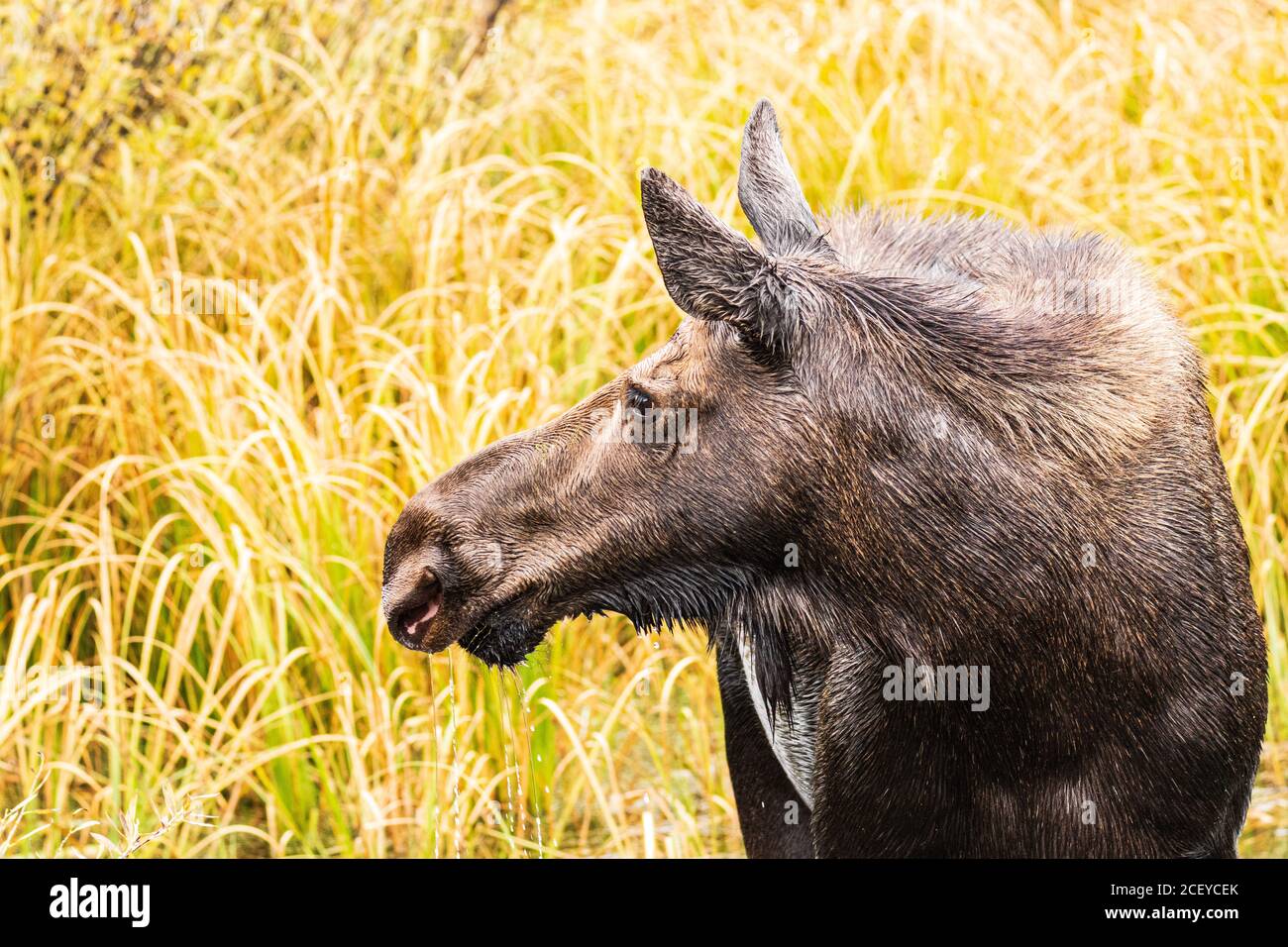 Nahaufnahme einer wachsam aussehenden weiblichen Elche mit goldenem Blick Gras dahinter Stockfoto