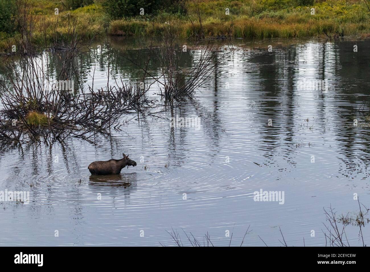 Blick hinunter auf einen Elch, der im Wasser steht Ein großer Teich Stockfoto Blick hinunter auf einen Elch, der im Wasser steht Ein großer Teich Stockfoto