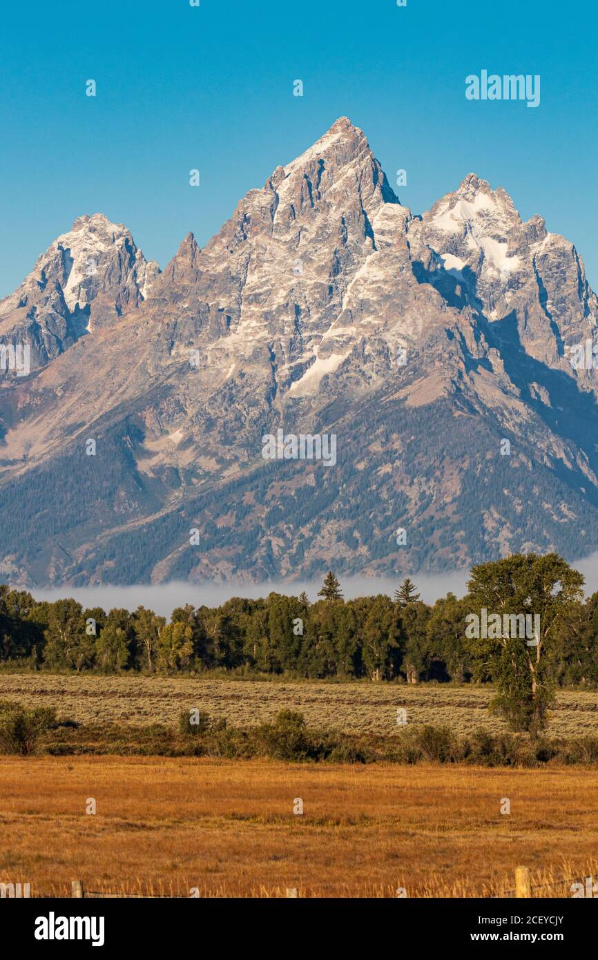 Vertikales Foto - Grand Teton Berg im Morgenlicht während Fallen Sie mit einem goldenen Feld vor ihm Stockfoto