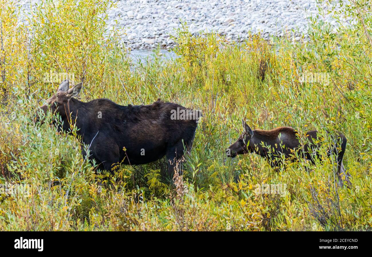 Elche und junges Kalb in bunten Weiden entlang eines Flusses Während des Herbstes im Grand Teton National Park Stockfoto
