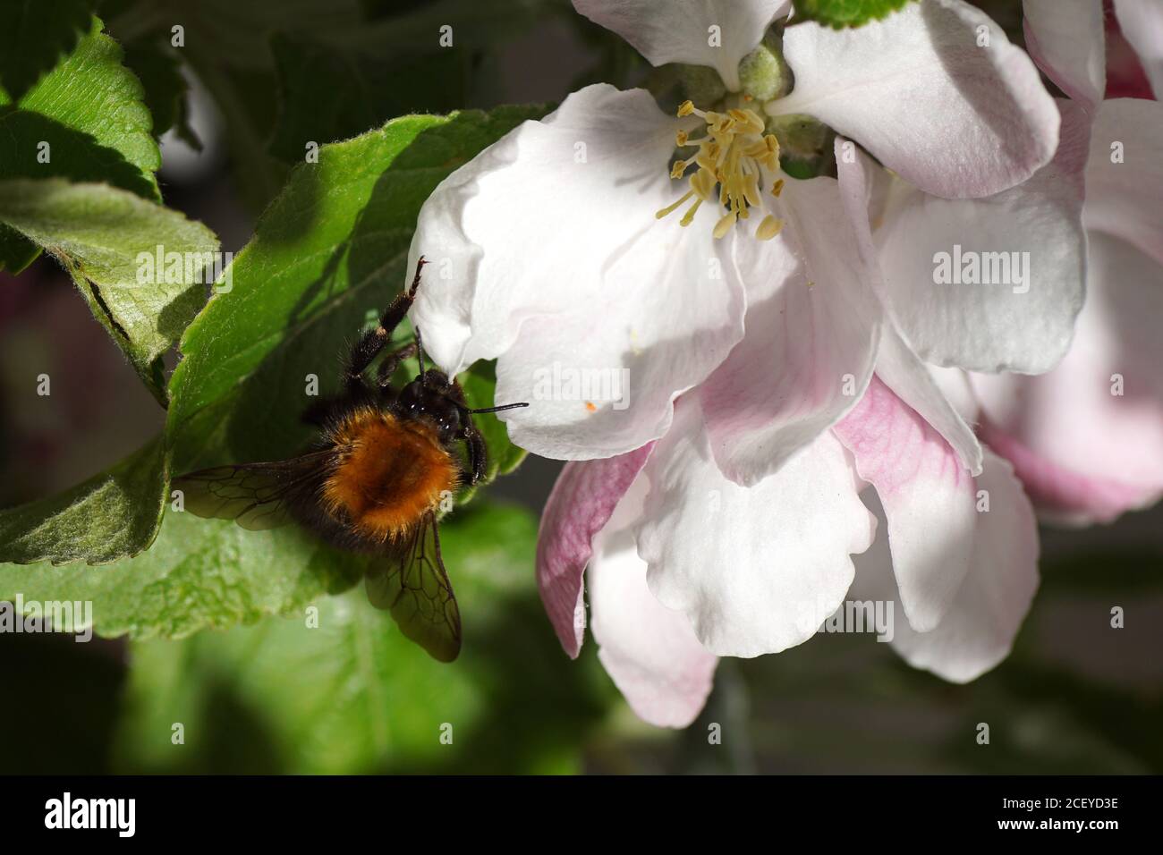 Gemeine Carderbiene (Bombus pascuorum), Familie Apidae auf weißen Blüten des Apfelbaums. Frühling, Niederlande, April Stockfoto