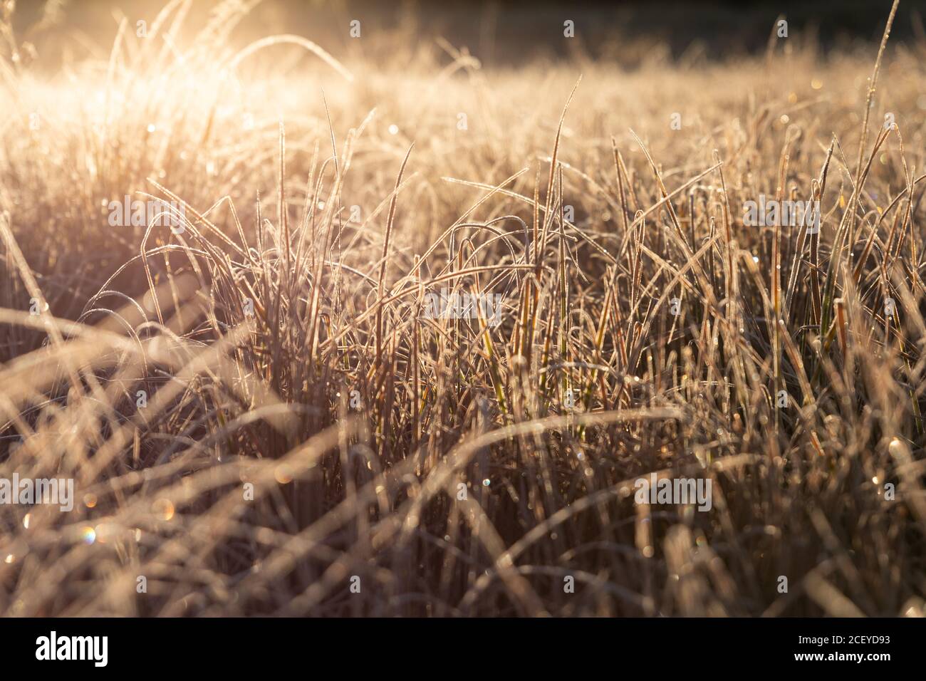 Nahaufnahme von kniehohem braunem Gras, das mit Frost bedeckt ist, mit Hintergrundbeleuchtung Und glühend von der goldenen aufgehenden Sonne Stockfoto