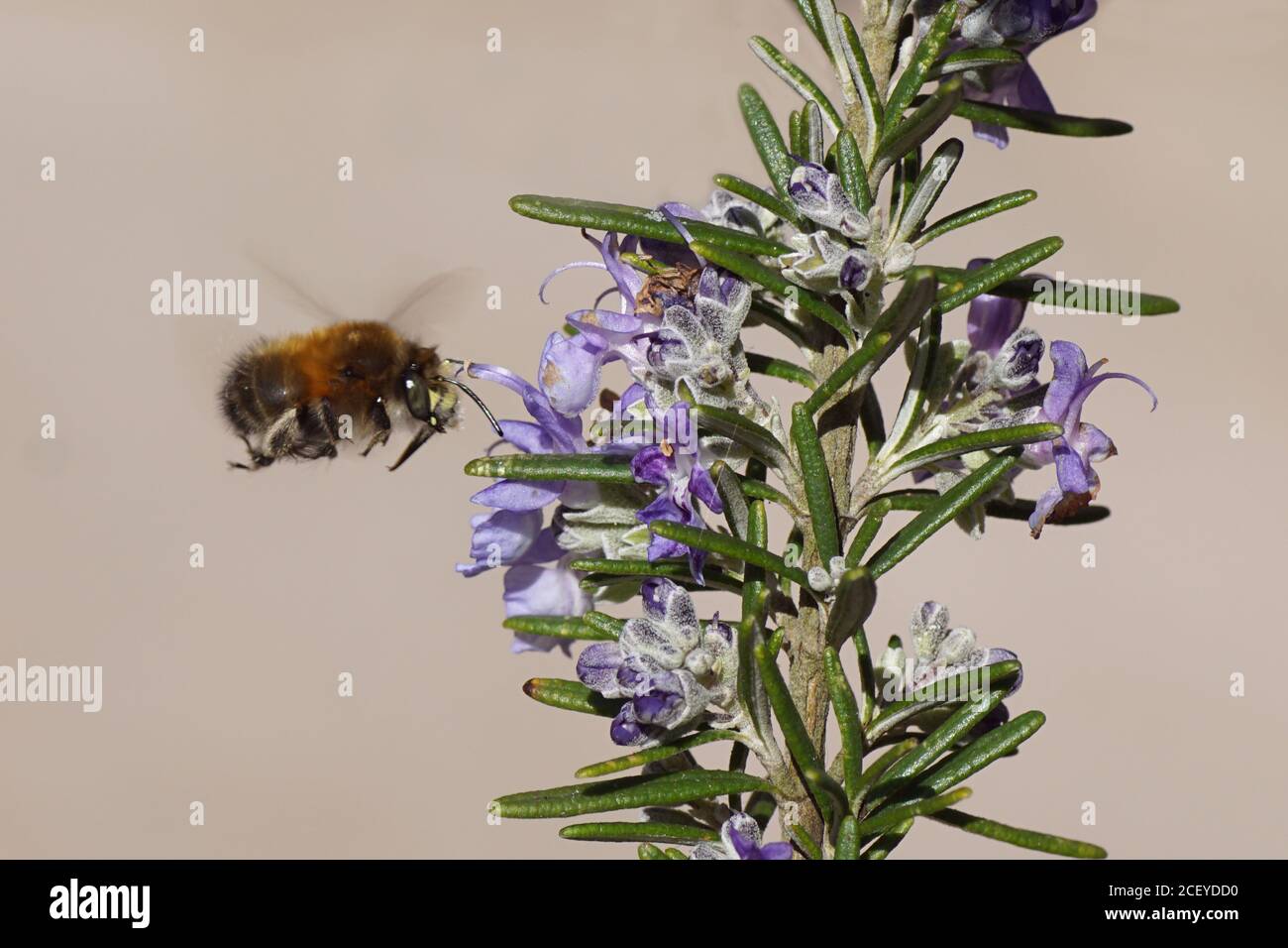 Haarige Blütenbiene (Anthophora plumipes), die zu den Blüten des Rosmarins (Salvia rosmarinus), Familie Lamiaceae, Labiatae fliegt. März, Niederlande Stockfoto