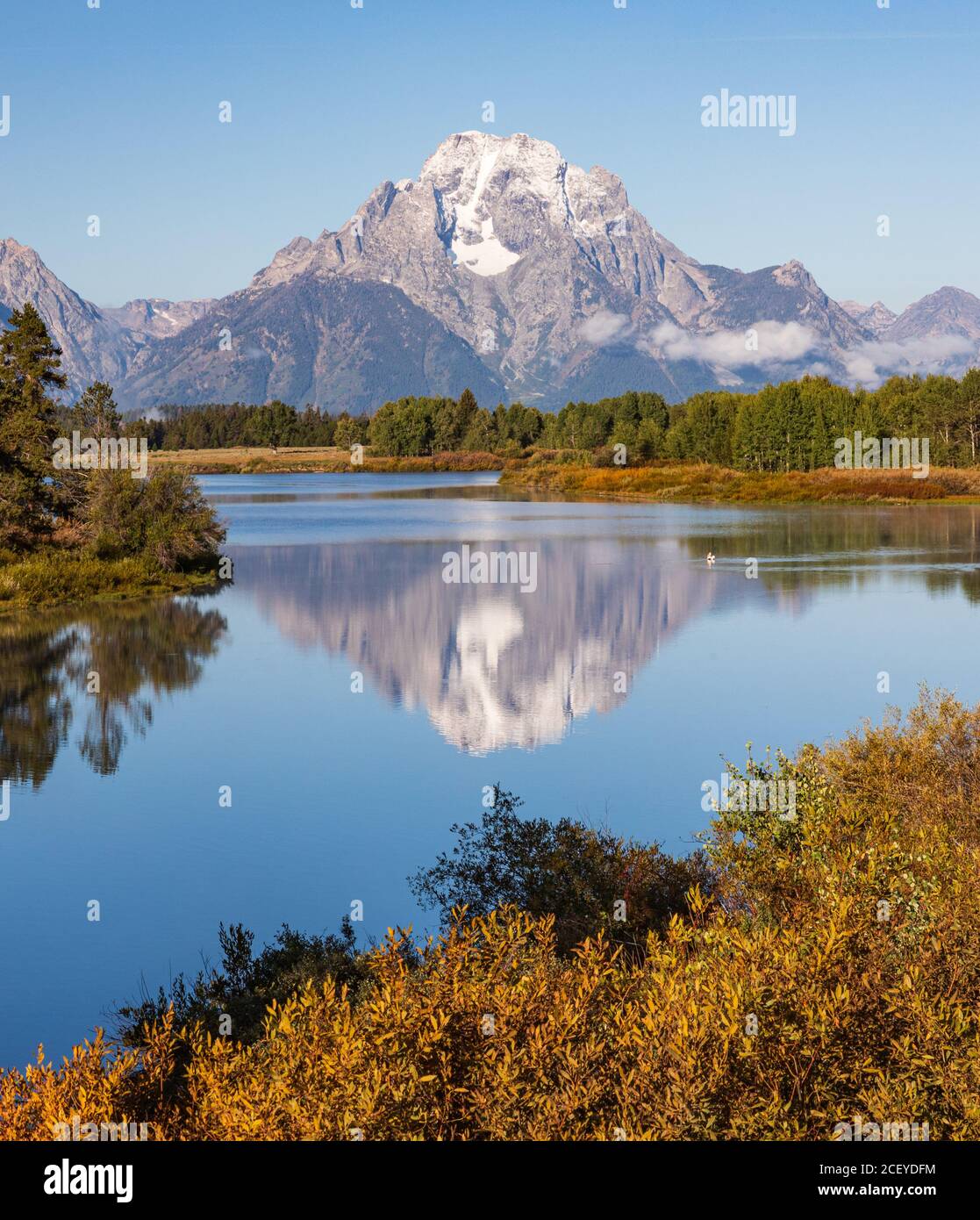 White Pelican schwimmt in die Reflexion des Mt Moran in der Snake River am Oxbow Bend im Herbst in Grand Teton Nationalpark Stockfoto
