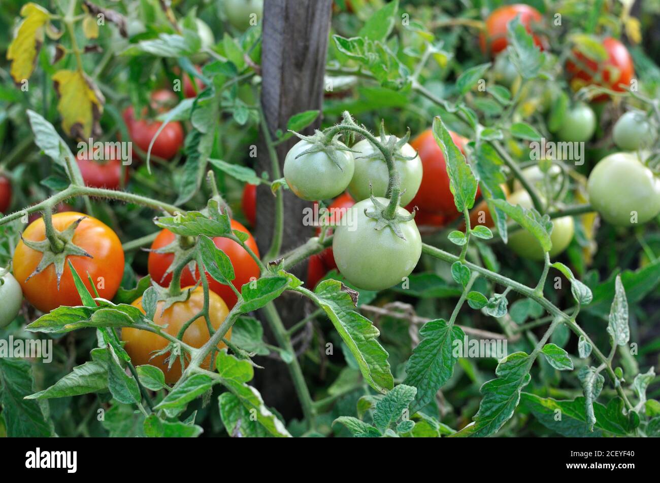 In der Nähe von reifenden Tomaten im Gemüsegarten Stockfoto
