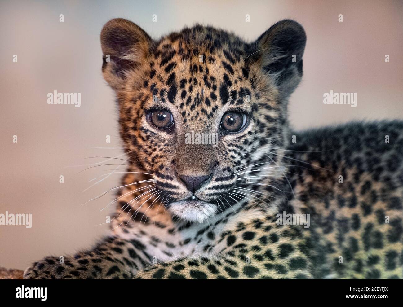 Junger männlicher Sri-lankischer Leopard, der in Richtung Kamera schaut Stockfoto