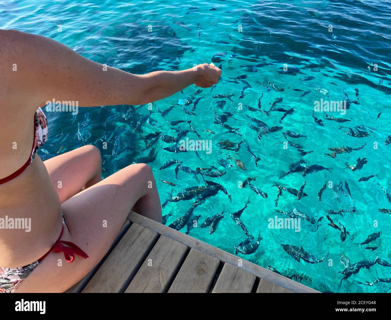 Nahaufnahme der Hand der Frau, die Brot zum Fisch wirft Stockfoto