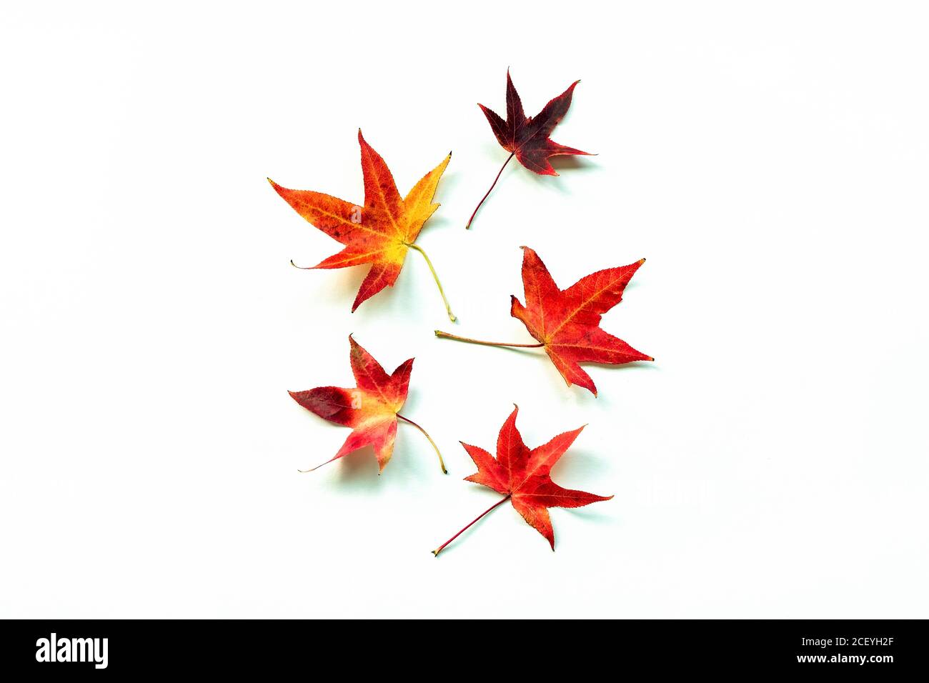 Rote und gelbe Herbstblätter auf weißem Hintergrund. Flat Lay, Herbstferien Konzept. Stockfoto