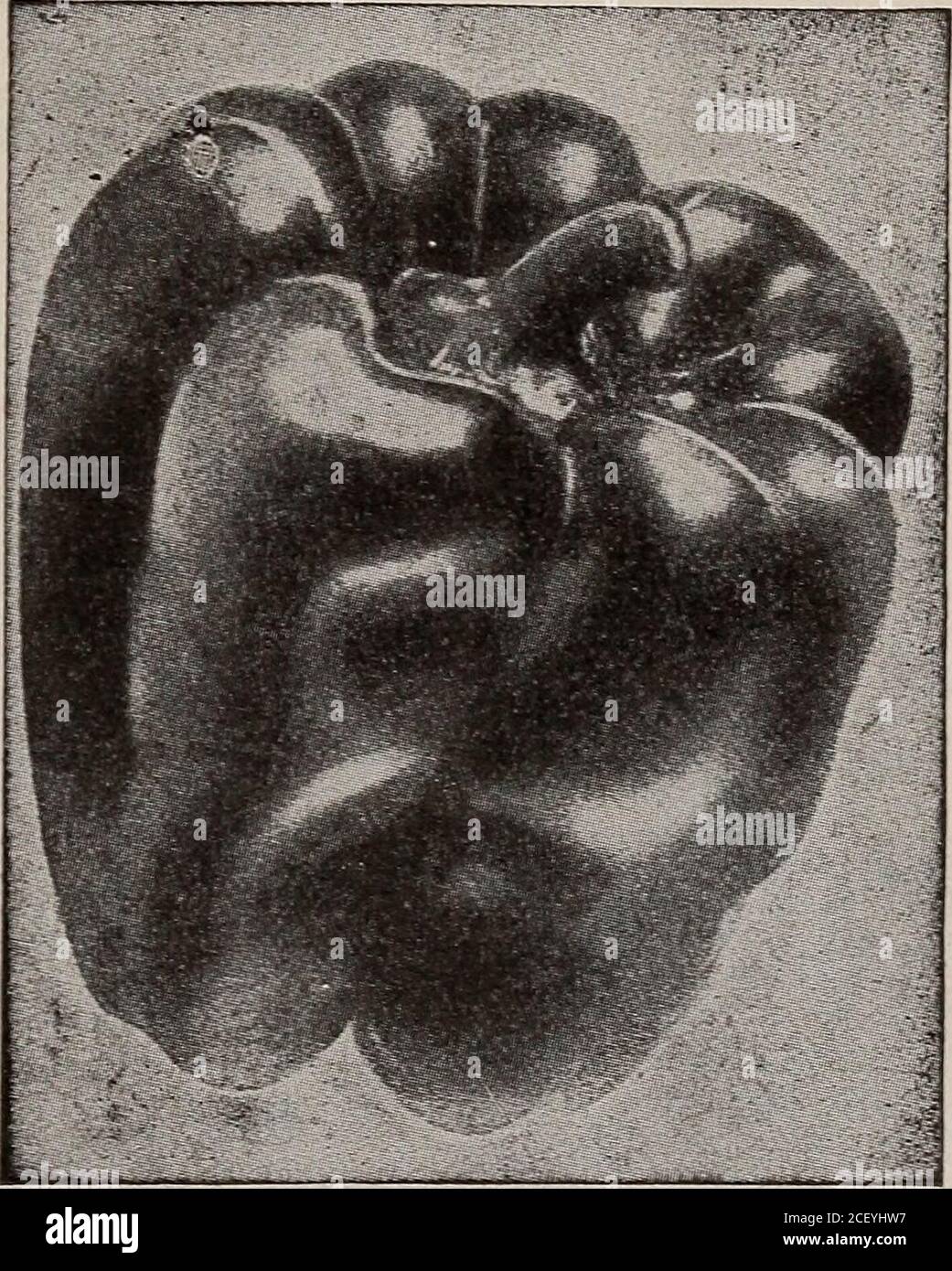 . Samen, Zwiebeln, Sträucher : Katalog 1914. Wenn Sie Ihre Saatgutbestellung senden, vergessen Sie nicht, Affew Erdnüsse für die Jungen und Mädchen zu bestellen. Pflanze im Mai, in Bohrungen3 Fuß auseinander, indem die Muttern 8 bis 12 Zoll auseinander in dhedill. Flach kultivieren und sauber halten. Per Post, Postpaid, J^lb.,15c; lb. 25 C. Pfeffer, Deutschland. PFEFFERPIMENT, Fr. Paprika sind als Gewürz für Suppen und Fleisch unverzichtbar. Die großen Sorten werden hauptsächlich für den Zweck verwendet, und zum Beizen. Die milden, süßen Sorten, wie GoldenDawn und Ruby King, werden für Mangos verwendet, während die kleinen Sorten am besten für Saucen geeignet sind. Paprika sind mehr t Stockfoto . Samen, Zwiebeln, Sträucher : Katalog 1914. Wenn Sie Ihre Saatgutbestellung senden, vergessen Sie nicht, Affew Erdnüsse für die Jungen und Mädchen zu bestellen. Pflanze im Mai, in Bohrungen3 Fuß auseinander, indem die Muttern 8 bis 12 Zoll auseinander in dhedill. Flach kultivieren und sauber halten. Per Post, Postpaid, J^lb.,15c; lb. 25 C. Pfeffer, Deutschland. PFEFFERPIMENT, Fr. Paprika sind als Gewürz für Suppen und Fleisch unverzichtbar. Die großen Sorten werden hauptsächlich für den Zweck verwendet, und zum Beizen. Die milden, süßen Sorten, wie GoldenDawn und Ruby King, werden für Mangos verwendet, während die kleinen Sorten am besten für Saucen geeignet sind. Paprika sind mehr t Stockfoto
