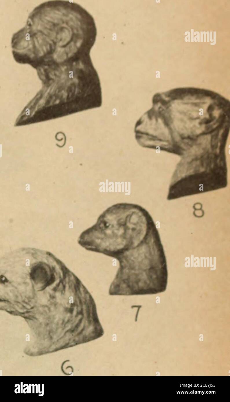 . Broschüre. 20. EINE VERGLEICHENDE REIHE VON ABGÜSSEN UND MODELLE EINSCHLIESSLICH LI ING UND AUSGESTORBEN) RMS UND ZEIGT EINEN ALLGEMEINEN FORTSCHRITT VON FISCH ZU MENSCH. I. Alter Hai (ClaJose-•he) 2. Lappenflossfisch (Eusthenopteron); 3. Früheste Amphibie (Eogyri/ms); 4. Stiel Reptile iSeymouria)Pro-Säugetier oder Cynodont (Cynogiiathus); 6. Gewöhnliches Opossum (Didelphys); 7. Kürzlich Erschienene Lemur; 8. Old WorldDnkey {Erythrocebus); 9. Siamang (Symphalangus); 10. Junger Gorilla; 11. Australian Bushman; 12. Griechischer Athlet so hat das Gesicht große Änderungen in der Anpassung an successiveydifferent Modi des Lebens durchgemacht; aber, von der ersten t Stockfoto