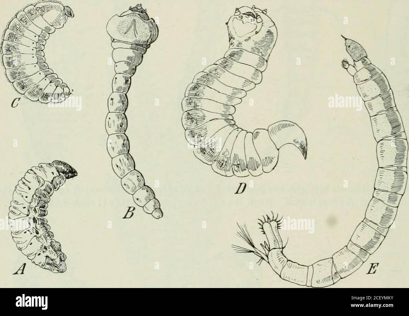 . Die forstinsekten Mitteleuropas; ein Lehr- und Handbuch. Abb. 160. Engerilog des Maikäfers. Abb. 161. A Larve des großen Eichenbockes (Cerainbyxcerdo) nach Ratzeburg; B Larve einer Holzwespe (Sirex). c) Brusteine jährlich rückabgebildet. A) Larven mit Kopfkapsel und typisch ausbildeten (sehen-den) Mundgliedmaßen (Abb. L 162, S. Ein großer Teil der hierher 11* 164 Kapitel IV. Fortpflanzung. Gehörenden Larven sind weihhätig und weißerlich und führen inverborgenes Leben: Wie die Larven der Borken- und Rüsselkäfer,der Bienen, Wespen, Ameisen und der Schlupfwespen. AndereLarven jedoch, wie die euce Stockfoto