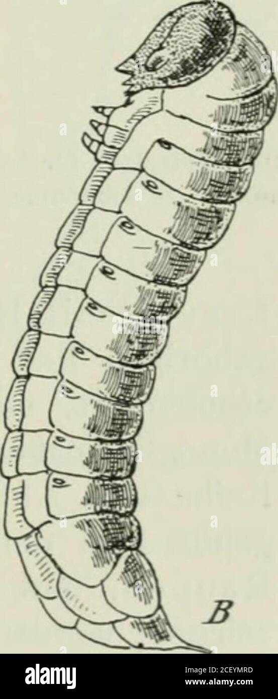 . Die forstinsekten Mitteleuropas; ein Lehr- und Handbuch. Abb. 160. Engerilog des Maikäfers. Abb. 161. A Larve des großen Eichenbockes (Cerainbyxcerdo) nach Ratzeburg; B Larve einer Holzwespe (Sirex). c) Brusteine jährlich rückabgebildet. A) Larven mit Kopfkapsel und typisch ausbildeten (sehen-den) Mundgliedmaßen (Abb. L 162, S. Ein großer Teil der hierher 11* 164 Kapitel IV. Fortpflanzung. Gehörenden Larven sind weihhätig und weißerlich und führen inverborgenes Leben: Wie die Larven der Borken- und Rüsselkäfer,der Bienen, Wespen, Ameisen und der Schlupfwespen. AndereLarven jedoch, wie die euce Stockfoto