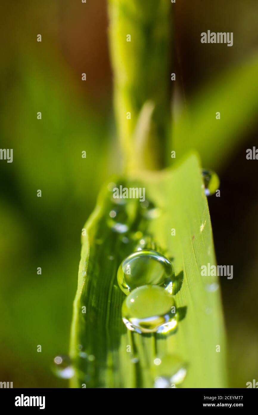 Tau tropft auf Reisblätter Stockfoto