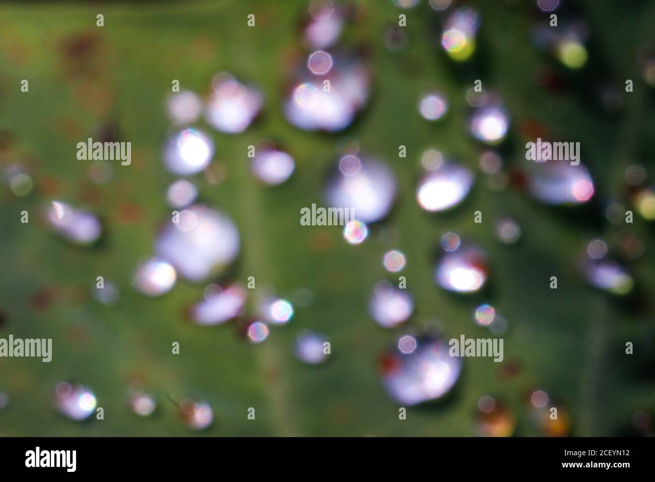 Tautropfen auf verschwommenen Taroblättern Stockfoto