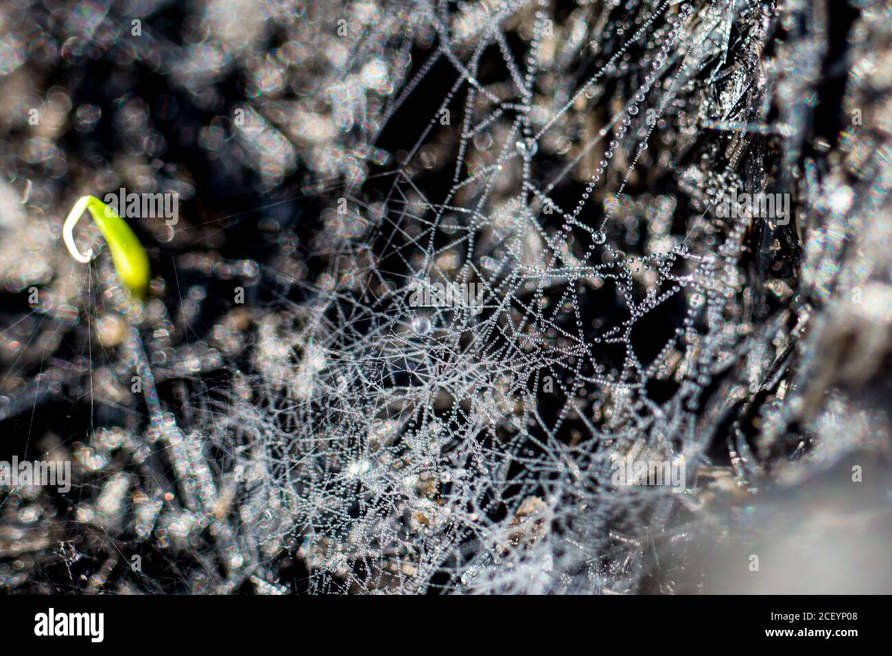 Spinnweben mit Tautropfen bedeckt Stockfoto