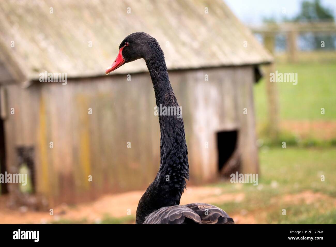 Englischer Schwan Stockfoto