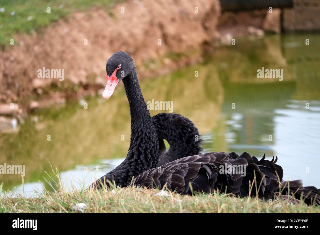 Englischer Schwan Stockfoto