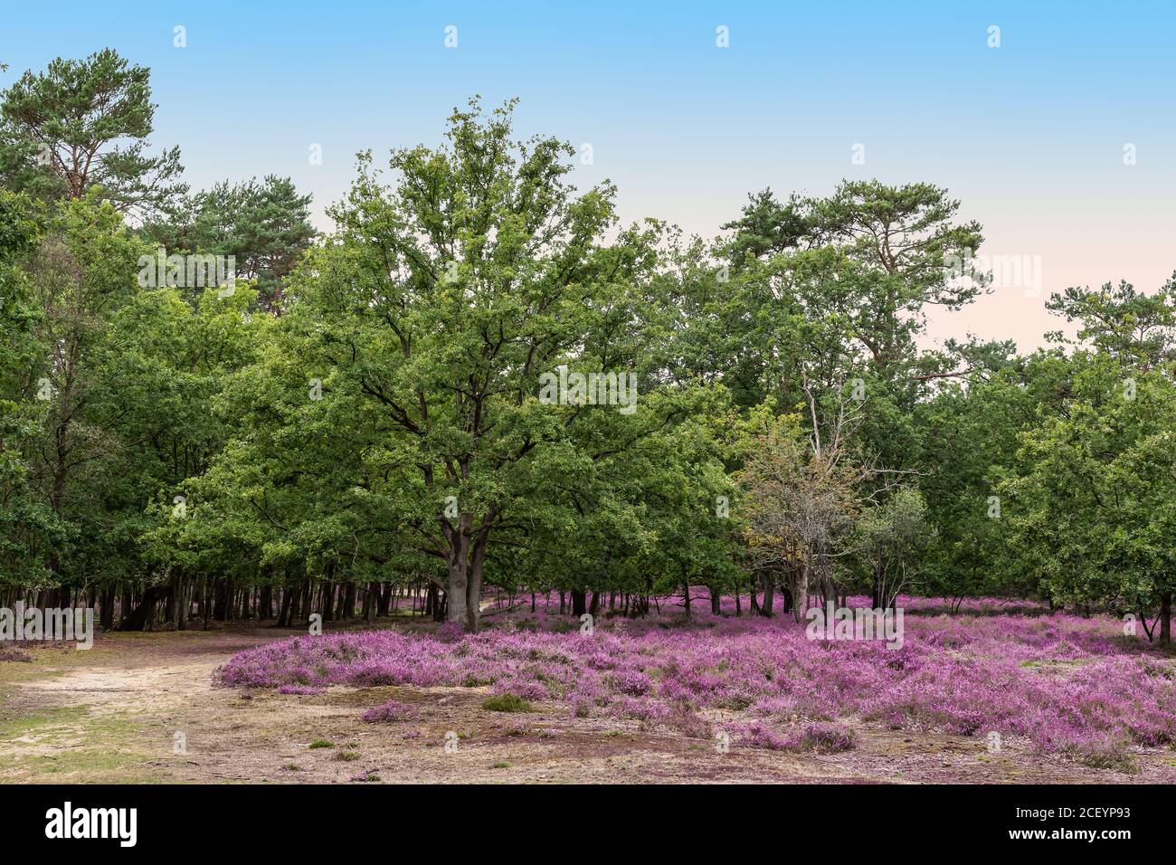 Wunderschöne belgische Heidewaldlandschaft. Stockfoto